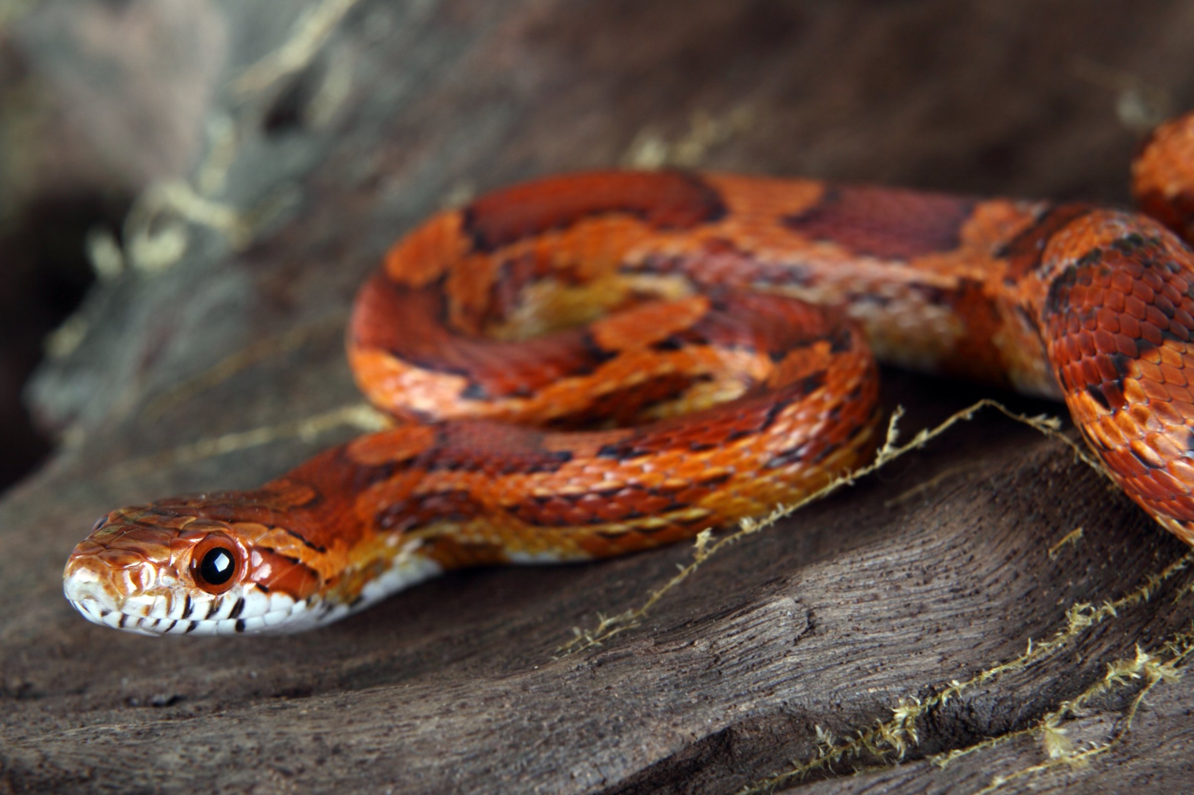 Veterinærinstituttet har tidligere analysert prøver fra en kornsnok og funnet samme type salmonella som i det aktuelle utbruddet. Illustrasjonsfoto: Shutterstock