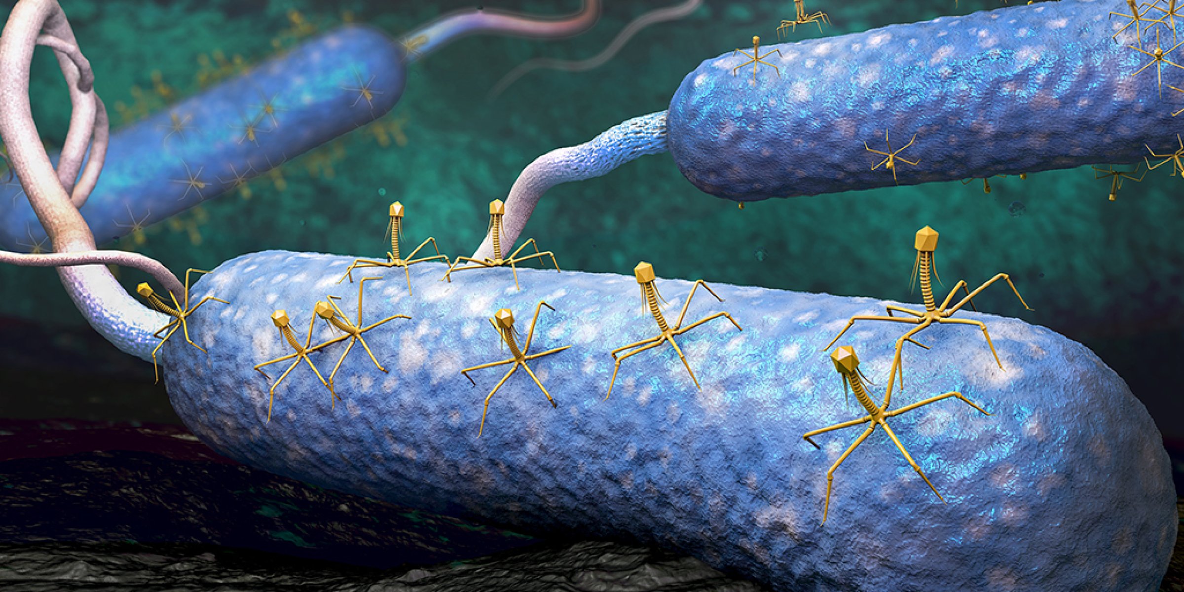 Bakteriofag er virus som infiserer og i noen tilfeller ødelegger bakterieceller. Som behandling av infeksjoner ble metoden først tatt i bruk tidlig på 1900-tallet, men så feid av banen av antibiotika. I kjølvannet av økende antibiotikaresistens løftes nå metoden på ny frem som en alternativ måte å bekjempe bakterieinfeksjoner.
Illustrasjonen (Shutterstock) viser bakteriofager (gule) som angriper en bakterie (blå).