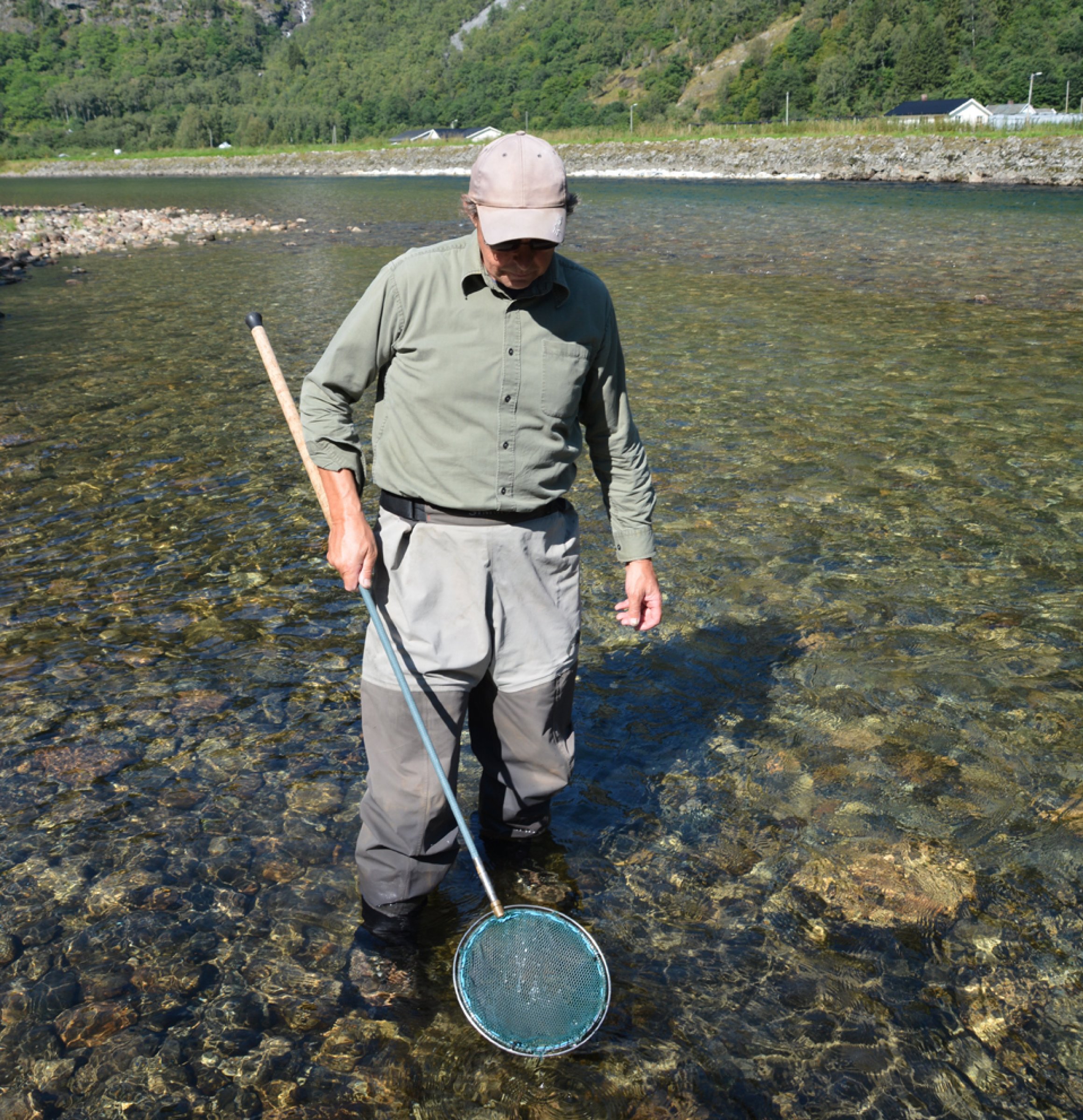 Torkjell Grimelid under innsamling av laksunger til Friskmeldingsprogrammet for Gyrodactylus salaris i Lærdalselva.
Foto: Sigurd Hytterød