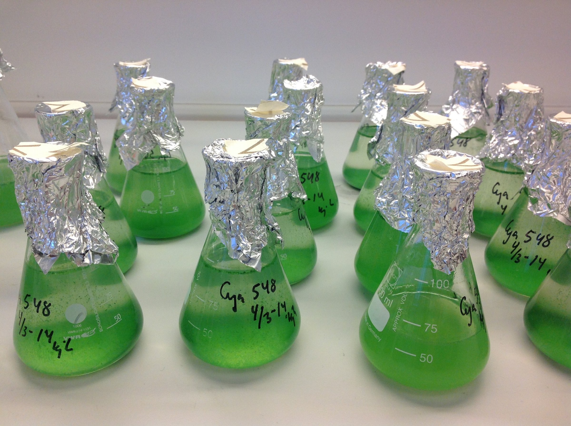 Cyanobakterier i kultur på laboratoriet. Foto: Anita Samdal