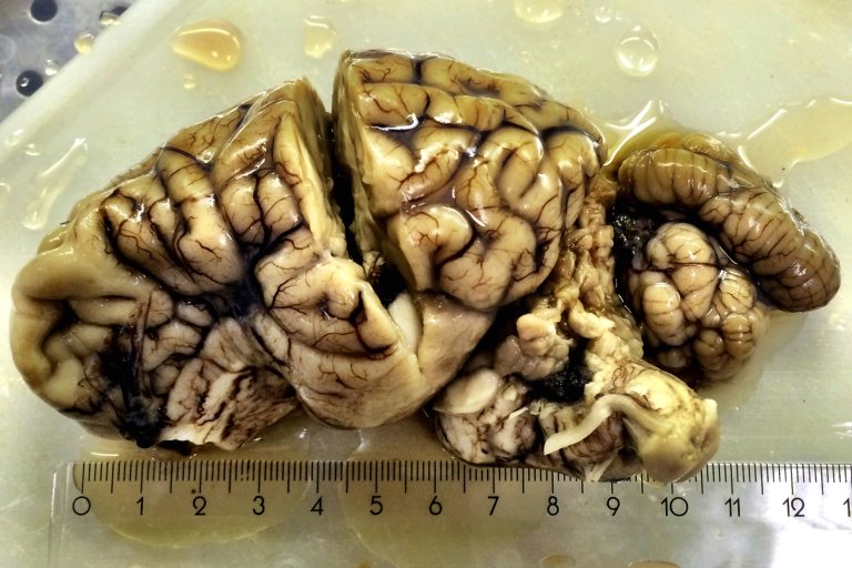 Hjerne fra reinsdyr med påvist CWD i 2016. Foto: Sylvie Benestad