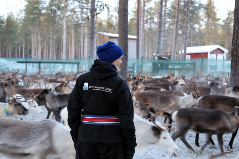 Forsker Inger Helena Nymo står blandt inngjerede tamrein. Foto Veterinærinstituttet