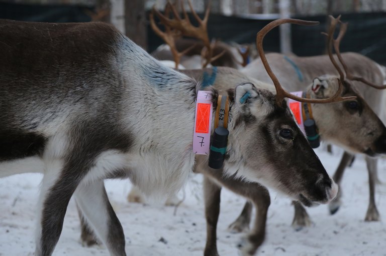Friske simler som er merket med halsbånd. Foto: Ingebjørg Helena Nymo / Veterinærinstituttet