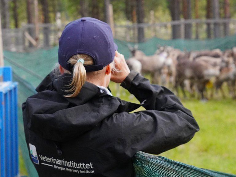 Ingebjørg Helena Nymo observerer tamrein før de skal ta ut blodprøver til forskningsprosjektet. Foto: Veterinærinstituttet