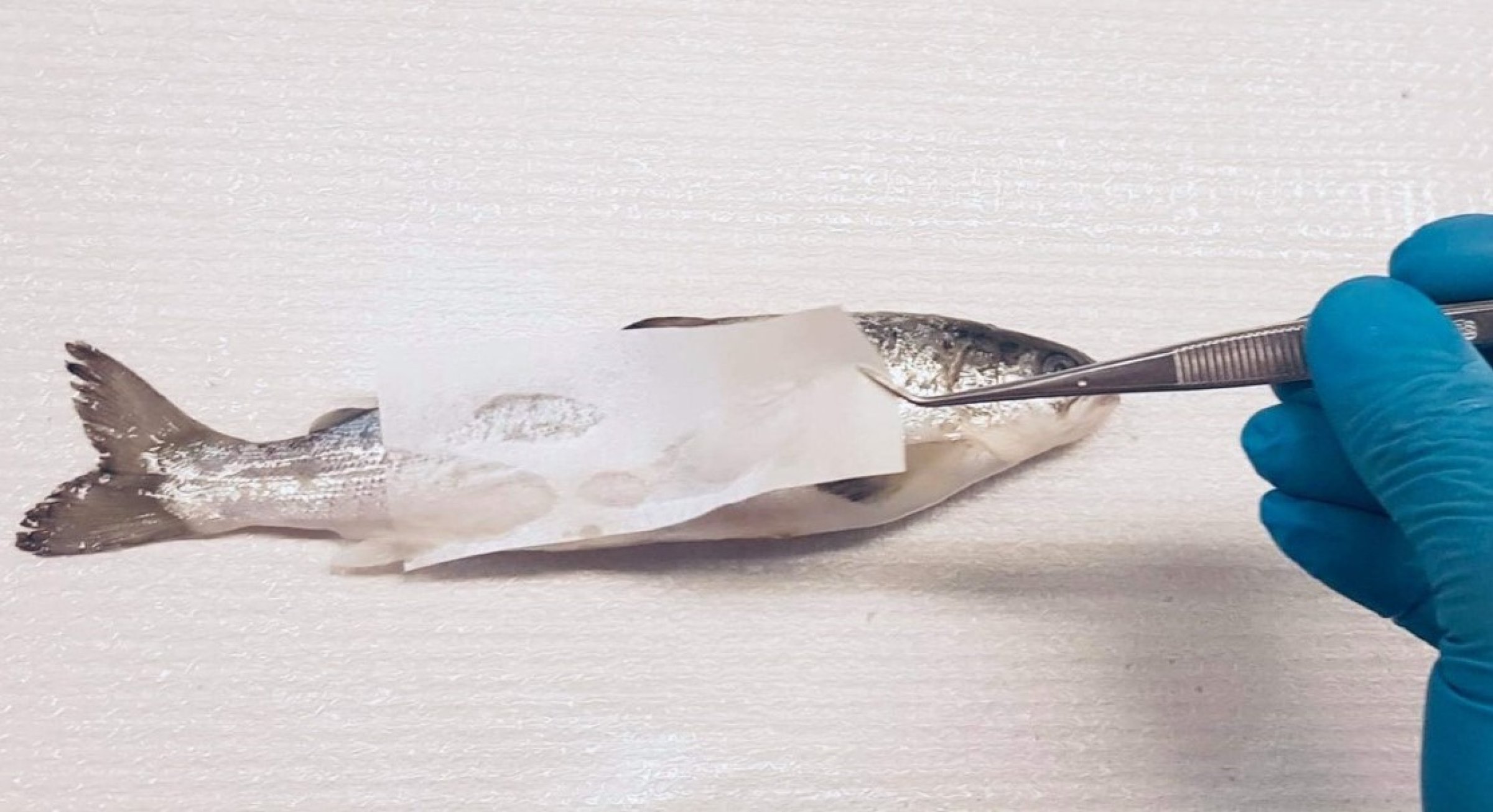 Her blir det tatt slimprøver fra fiskens hud. Foto: Veterinærinstituttet