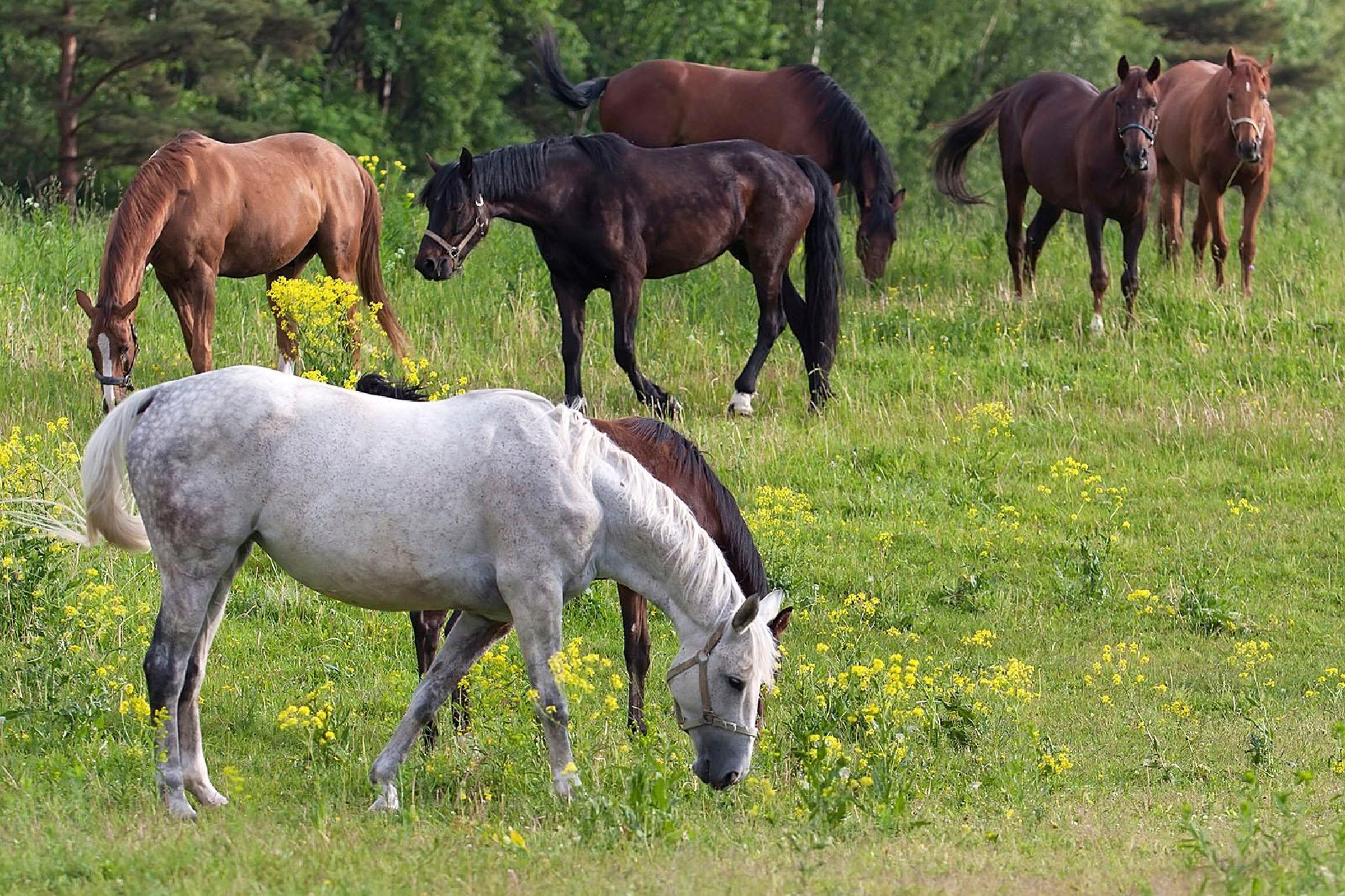 Veterinærinstituttet søker hesteeiere for deltakelse i forskningsprosjekt på forekomst av blodorm i hest i Norge. Foto: Colourbox.