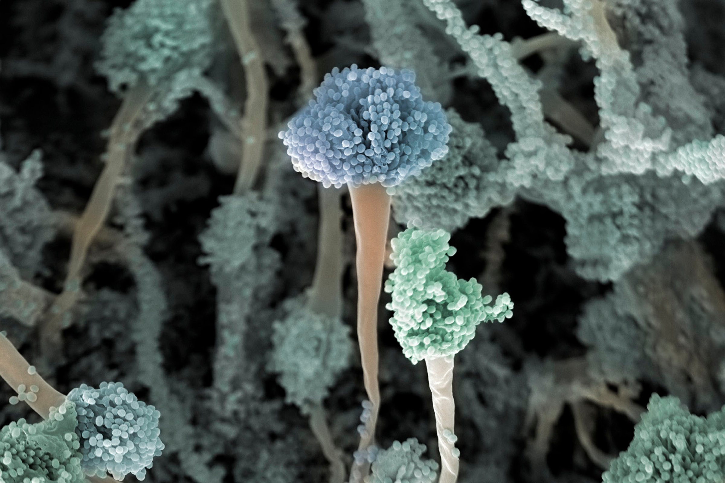 Bilde av den sykdomsfremkallende muggsoppen Aspergillus fumigatus. Dette er en muggsopp som har utviklet høy grad av resistens mot azoler, som er den viktigste klassen av medikamenter som brukes til å forebygge og behandle soppinfeksjoner hos mennesker og dyr . Bildet er tatt gjennom scanning-elektromikroskop. Bildet er forstørret opp 2000 ganger og tilsatt farge for å få frem strukturer og kontraster. Foto: Jannicke Wiik-Nielsen , Veterinærinstituttet