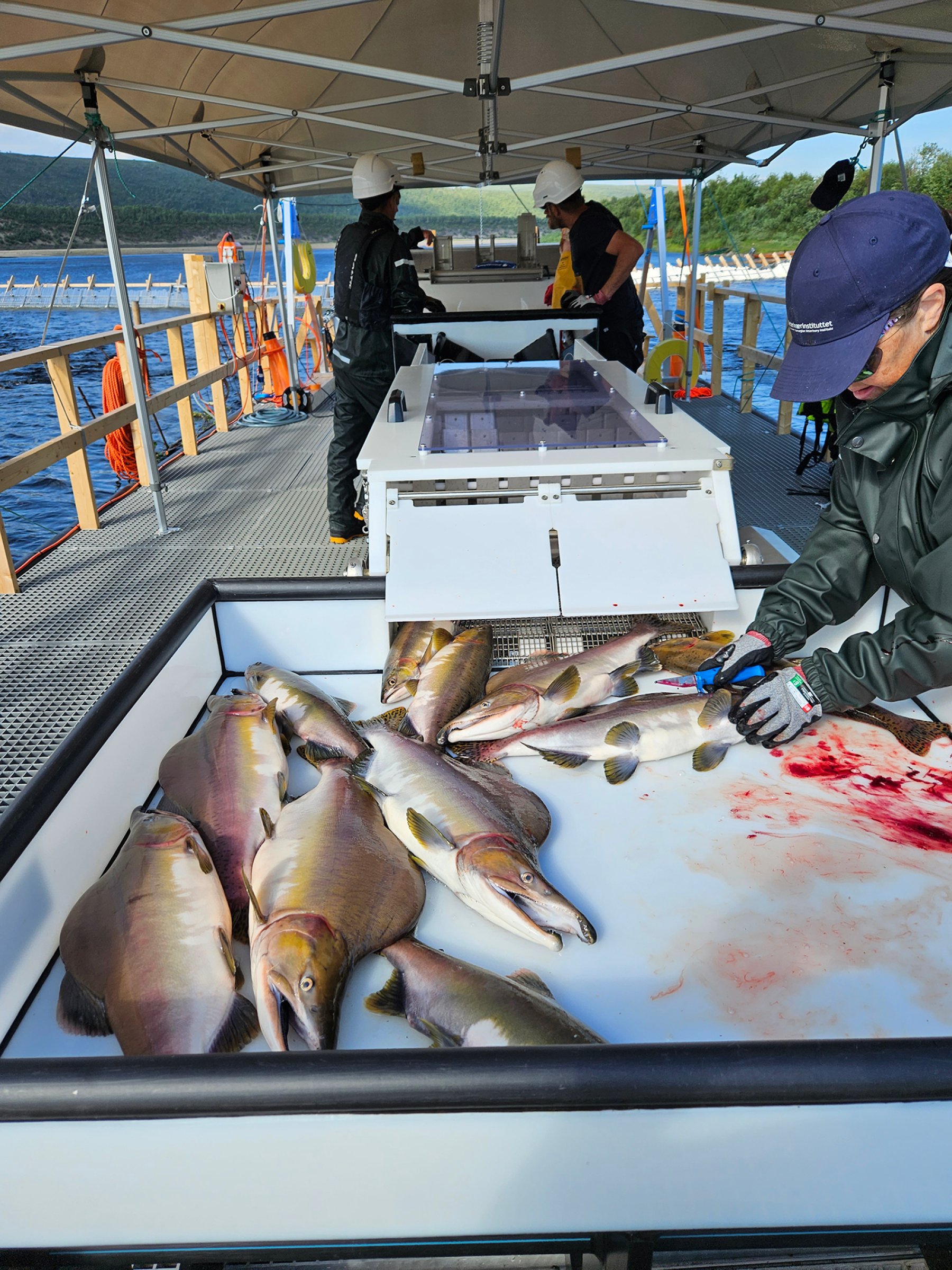 Etter at fisken er fanget håves den ved hjelp av en våthov over på slaktelinja hvor pukkellaksen bedøves og bløgges. Alt dette foregår på en flåte ute på elva. Foto: Roar Sandodden, Veterinærinstituttet
