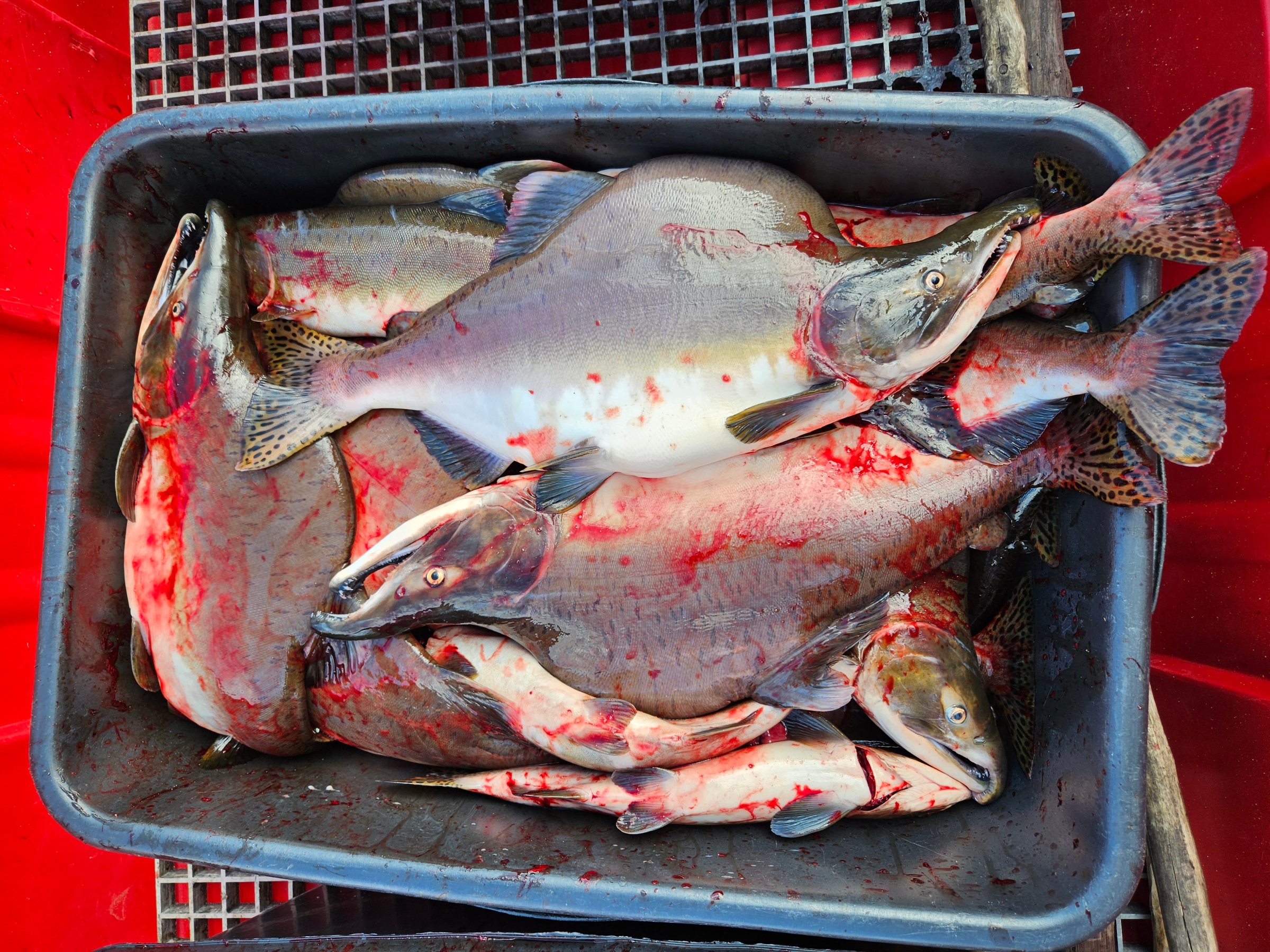 Etter at fisken er bedøvd og bløgget, overføres den direkte til kar plassert i en båt fortøyd til ripa på slakteflåta. Foto: Roar Sandodden, Veterinærinstituttet