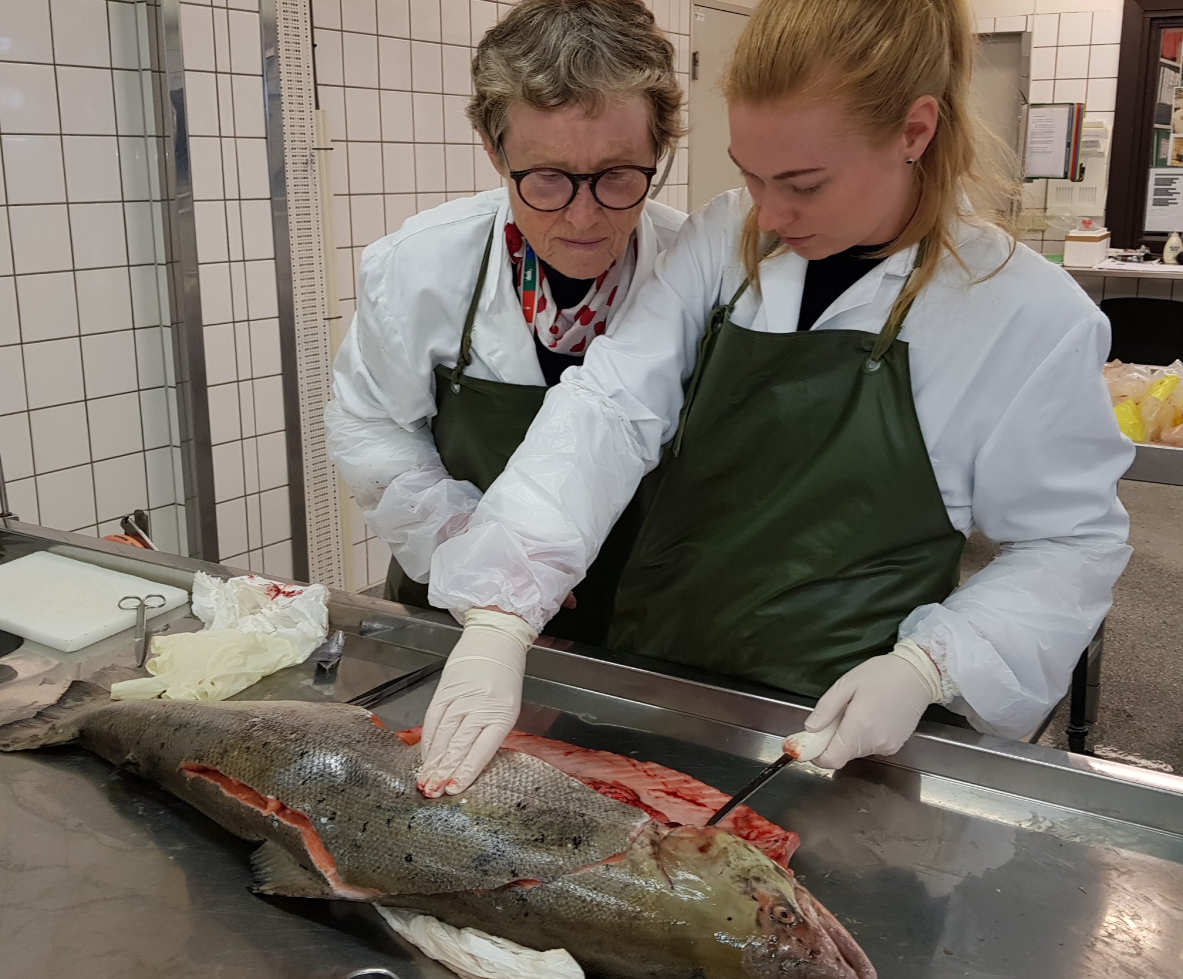 Mattilsynet har i samarbeid med Veterinærinstituttet opprettet en status-nettside som samler all informasjon om rapportert villaks med sår på og ved finnene og blødninger i huden under buken. Nettsiden oppdateres to ganger i uken. Foto: Veterinærinstituttet