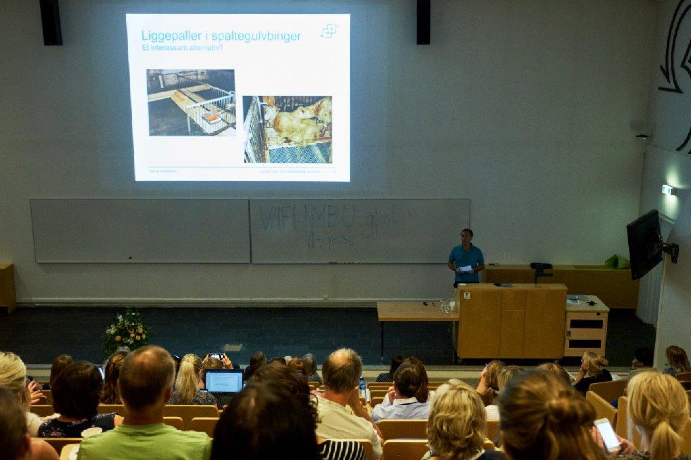 Plass til får? Professor Knut Bøe ved NMBU forteller om hva forskning på dyretetthet vs. dyrevelferd viser