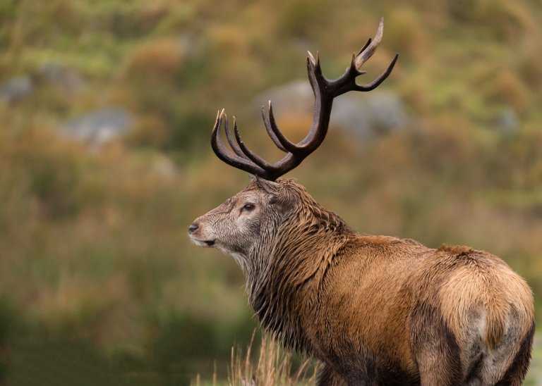 Hjorten kan både bli smittet og mistenkes for å være en smittekilde. Jegere bes derfor om hjelp til å sende inn prøver. Illustrasjonsfoto: Shutterstock
