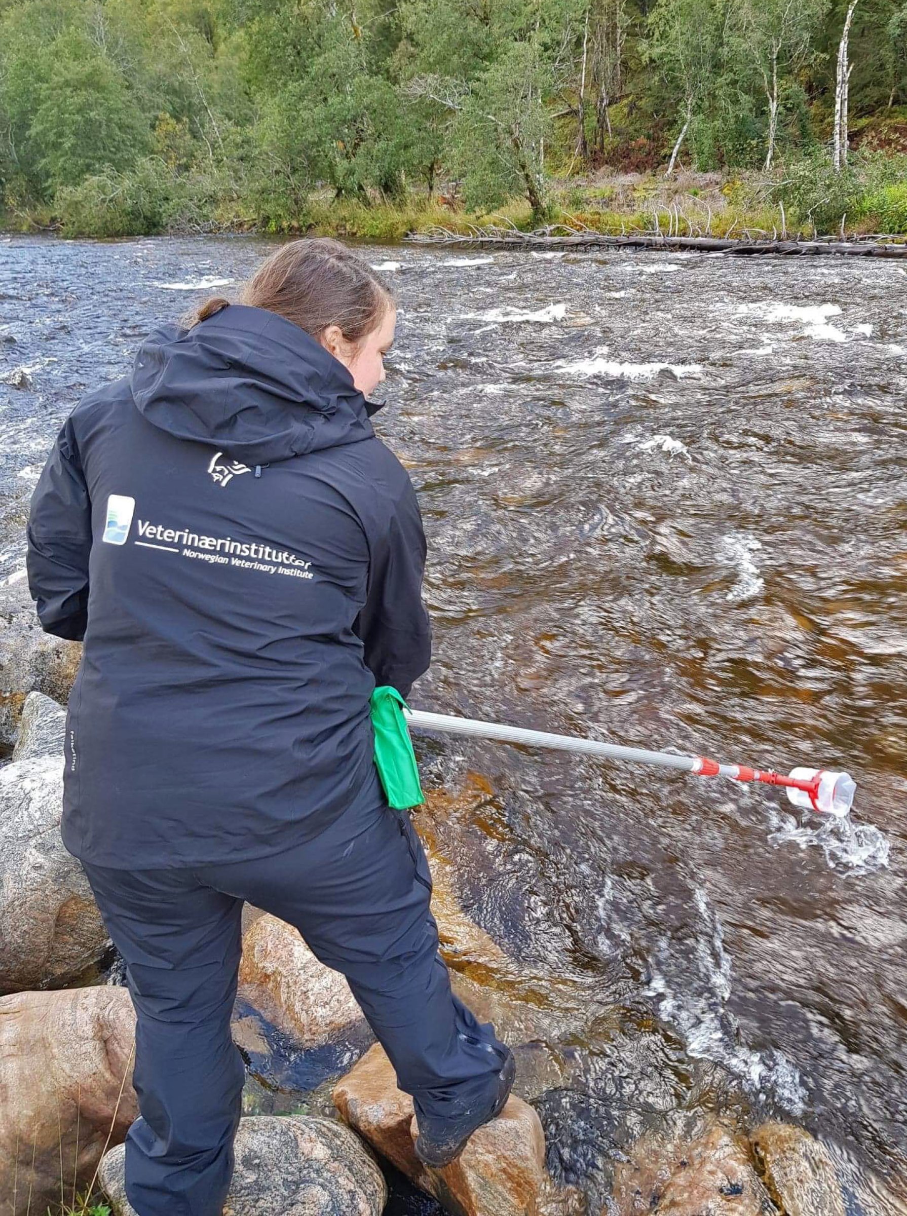 Myndighetene har som mål å hindre spredning av parasitten Gyrodactylus salaris, og om mulig å utrydde den fra norske lakseelver. Foto: Sigurd Hytterød, Veterinærinstituttet.