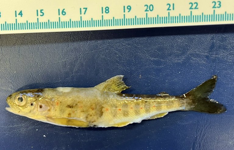 Parr med saprolegniose og vorte. Vorter gjør parren mer mottakelig for saprolegniainfeksjon. Foto: Åse Helen Garseth, Veterinærinstituttet 