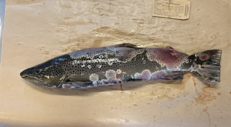 Bildet viser sjøørret med saprolegniose. Det sees blødninger under saprolegniainfeksjonen. Foto: Åse Helen Garseth, Veterinærinstituttet 