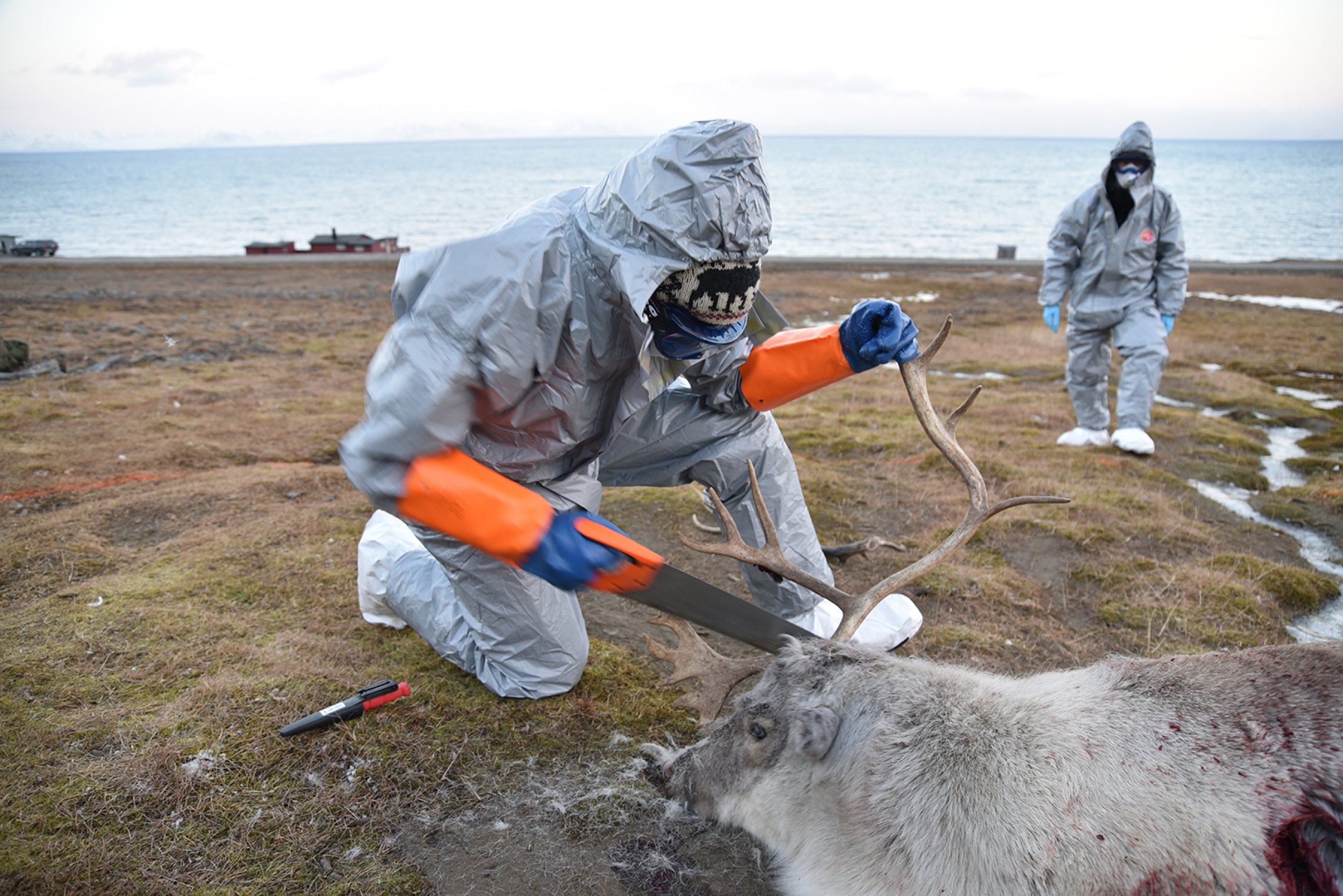 Ingvild Øyjordet fra Sysselmesteren på Svalbard fjerner gevir på reinen for enklere forsendelse av hodet til Veterinærinstituttet. Foto: Mari M. Press, Veterinærinstituttet