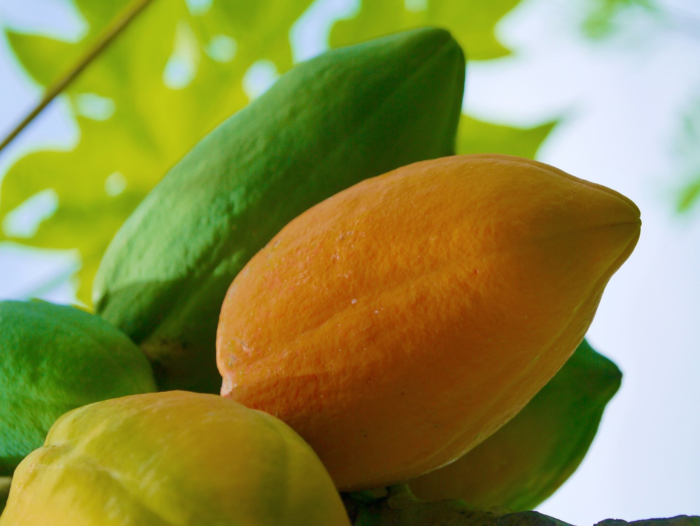 Veterinærinstituttet har påvist ulovlig genmodifisert papaya. Illustrasjonsfoto: Colourbox