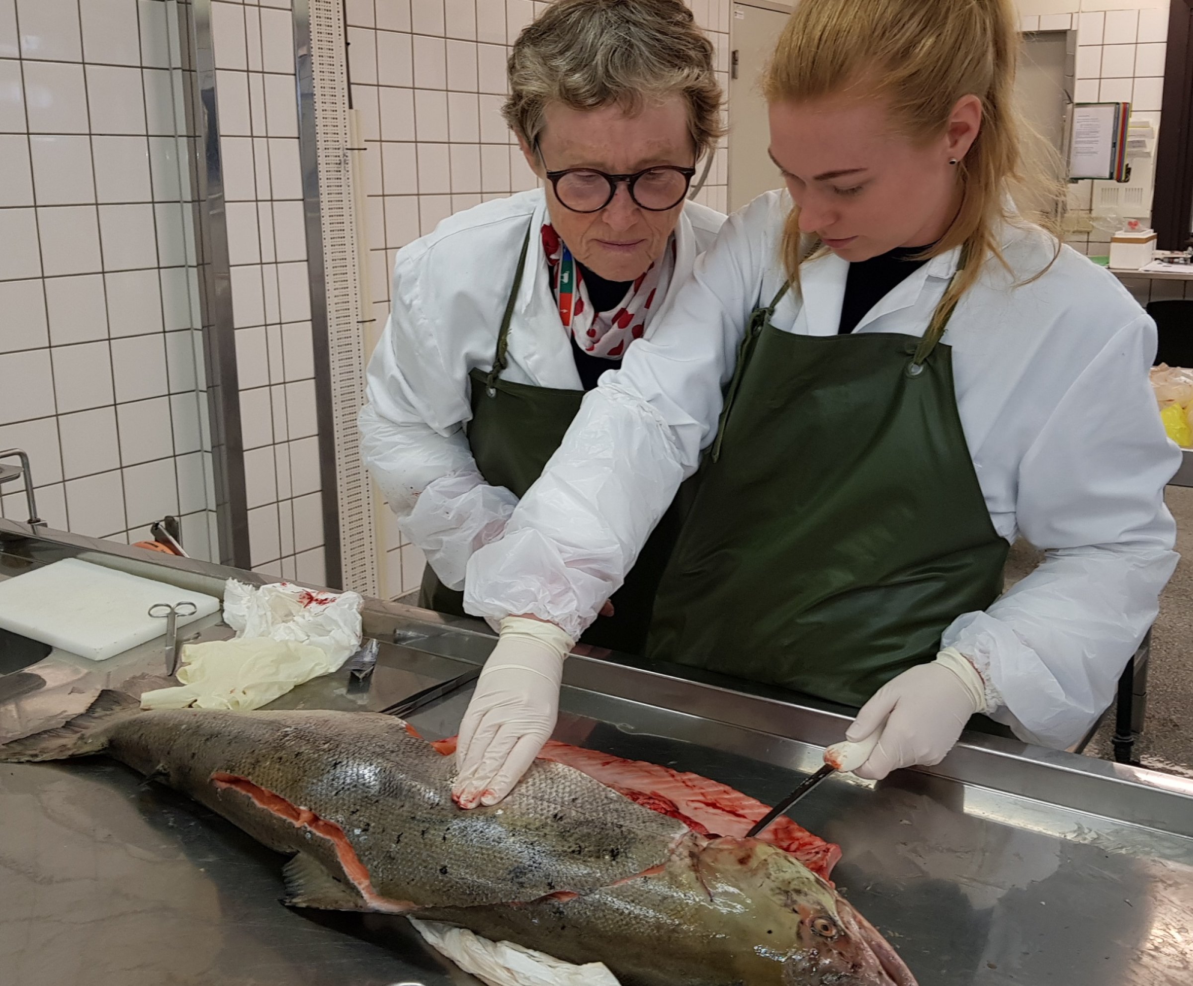 Fiskehelseansvarlig Brit Tørud og veterinær Karoline Overn Sveinsson obduserer død villaks, som ble fanget i Enningdalselva. Foto: Veterinærinstituttet