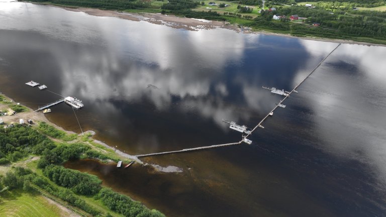 Dronefoto av Tana med pukkellaksfelle samt slakteflåte for pukkellaks. Foto: Veterinærinstituttet