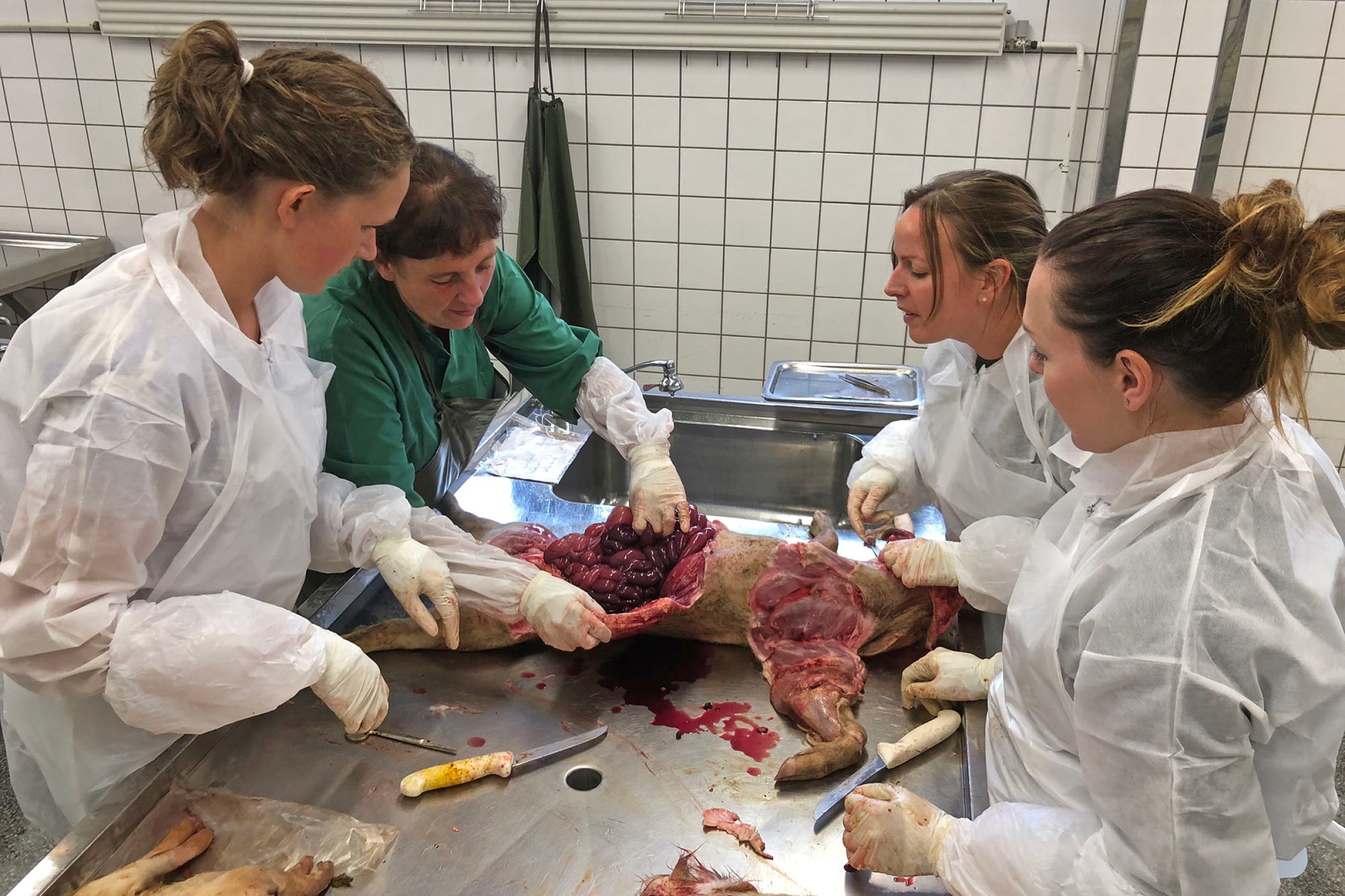 Foto: Torbjørn Refsum, Animalia