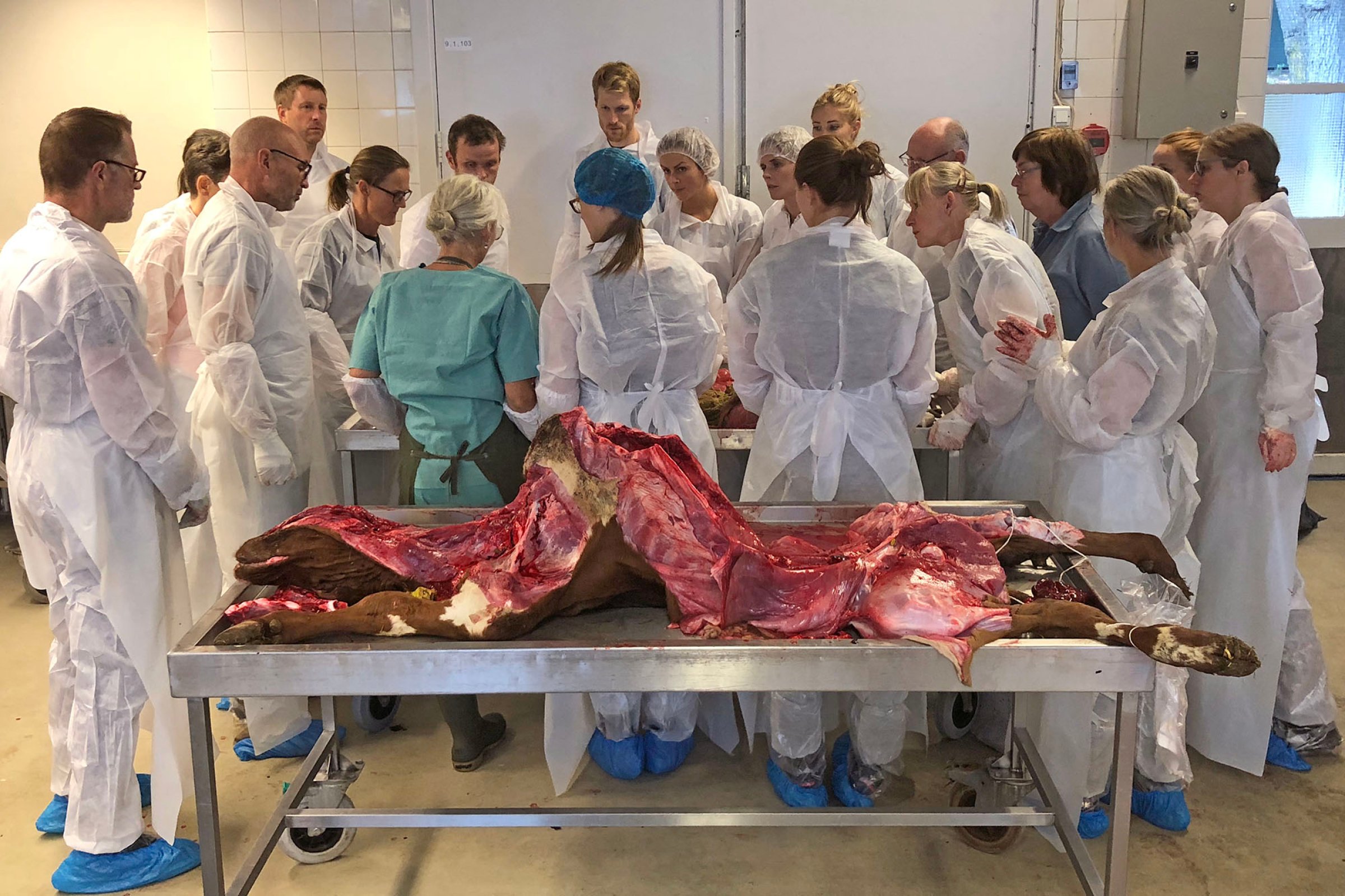 Foto: Torbjørn Refsum, Animalia