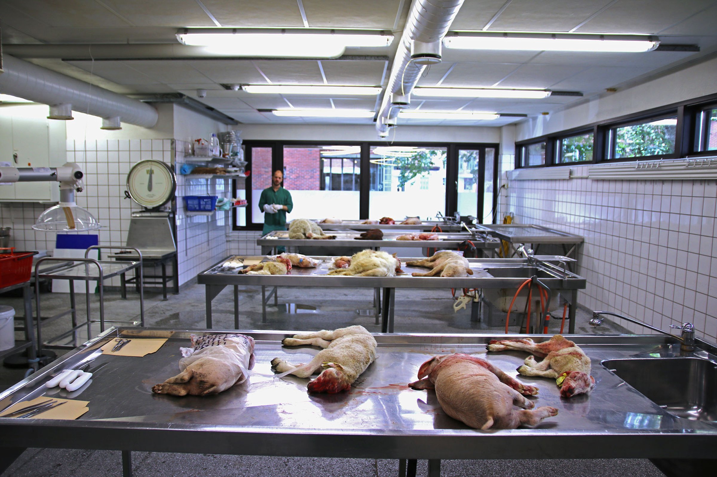 Veterinærinstituttet og Animalia holdt for tredje gang kurs i feltdiagnostikk. Foto: Ingunn Ruud, Veterinærinstituttet