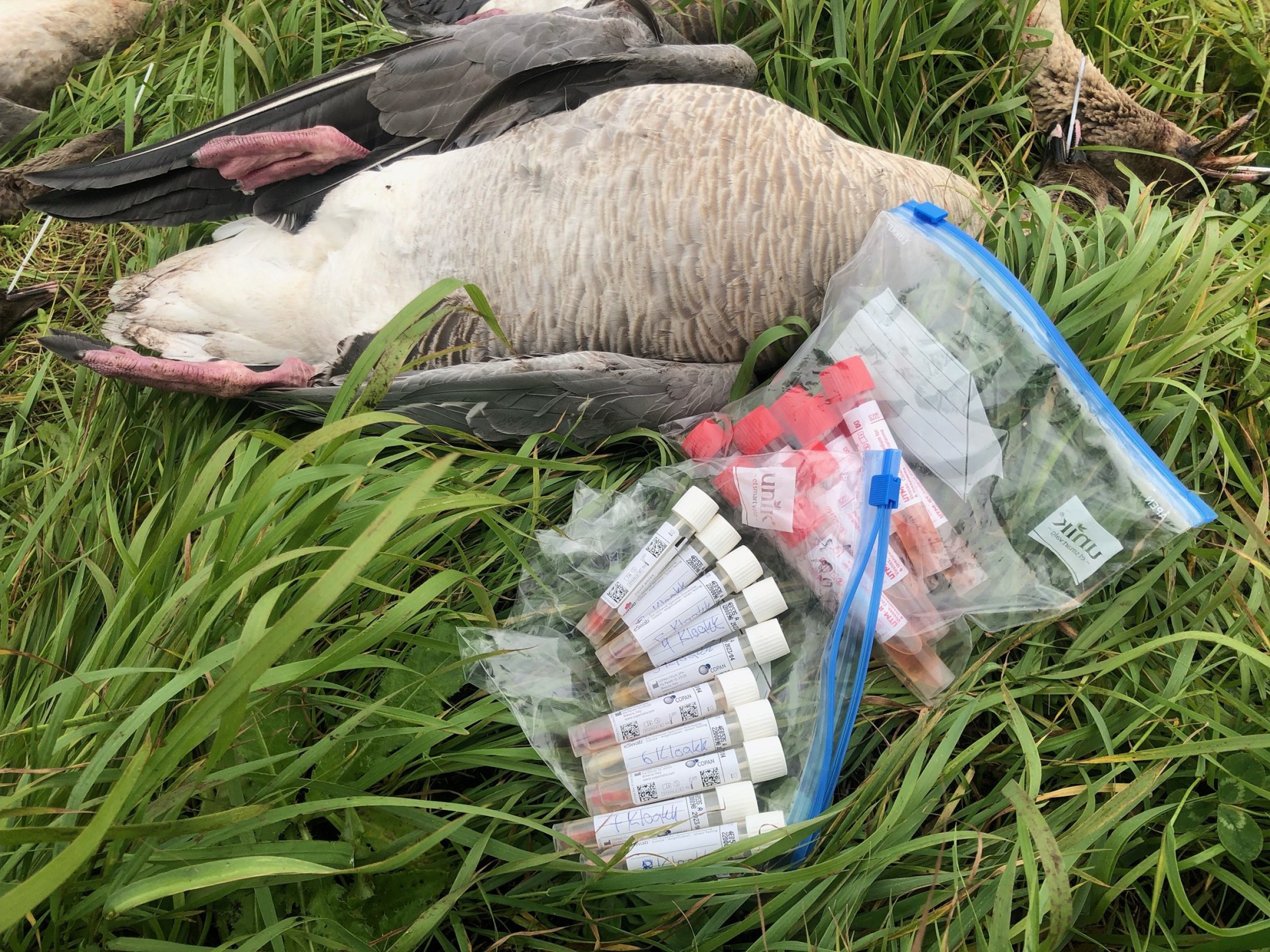 Prøver som jegere tar av svelg og kloakk tatt ut fra skutt fugl er viktig for karlegging av fugleinfluensa. Foto: Ketil SKår, Veterinærinstituttet
