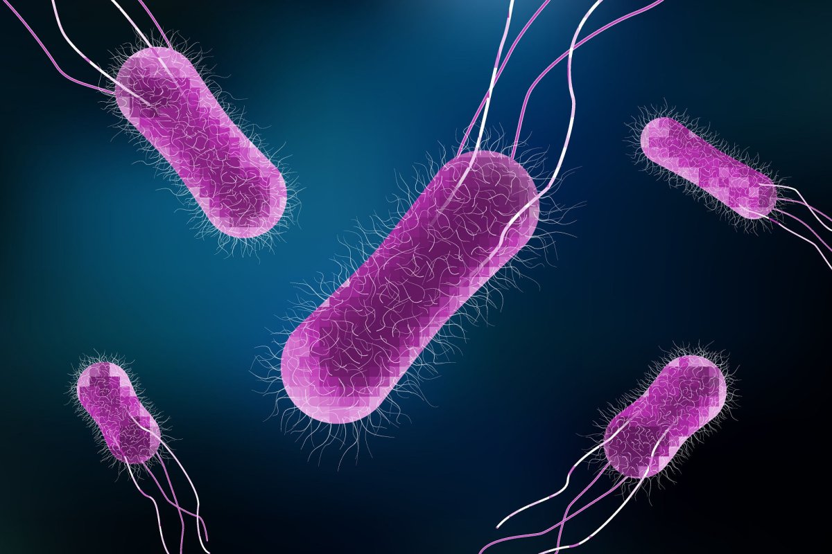 Сальмонелла Typhimurium. Salmonella Typhimurium возбудитель. Сальмонелла Bredeney. Сальмонелла Typhimurium. Salmonella Typhimurium возбудитель. Сальмонелла Bredeney.