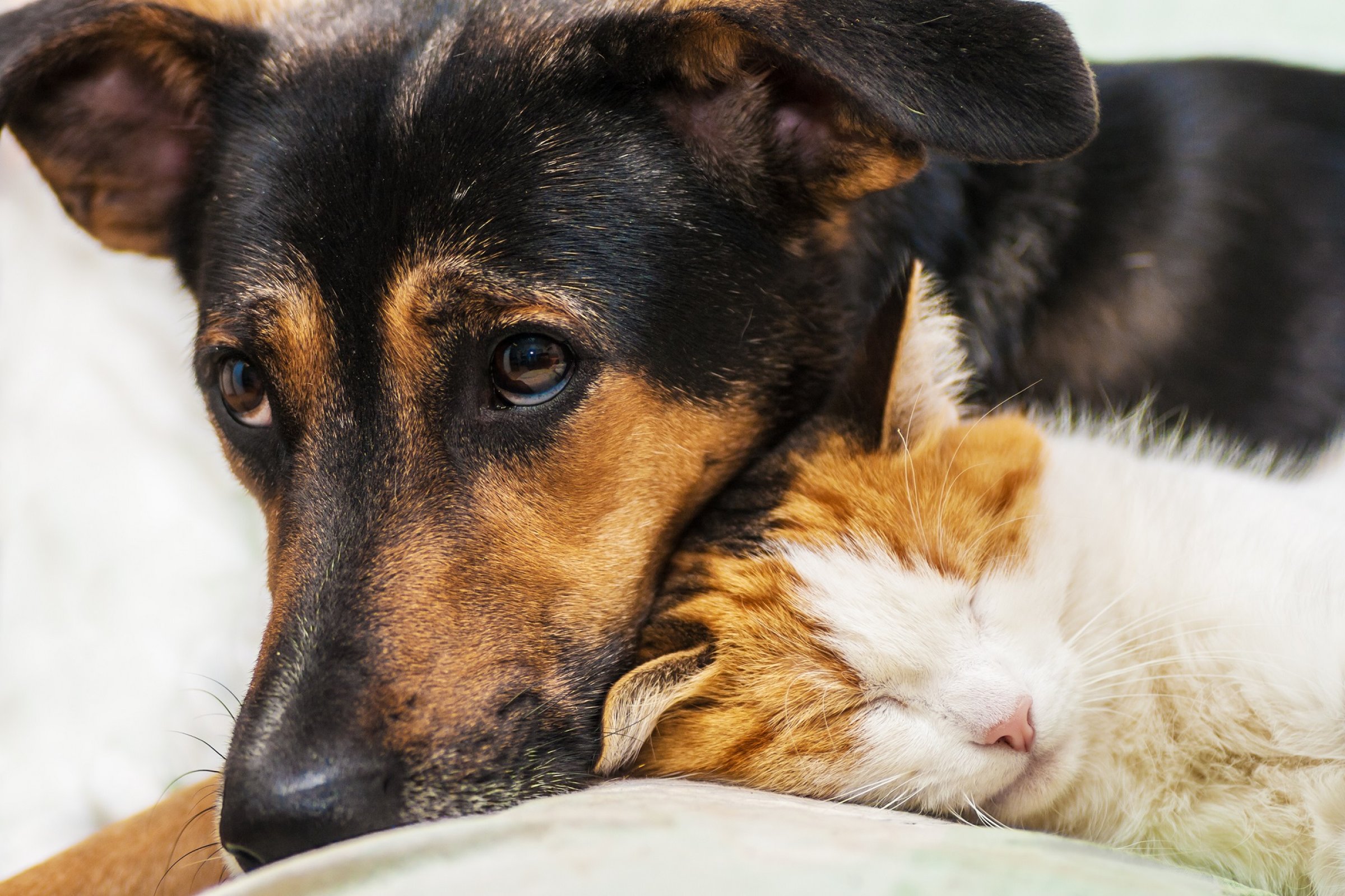 cat and dog is best friends