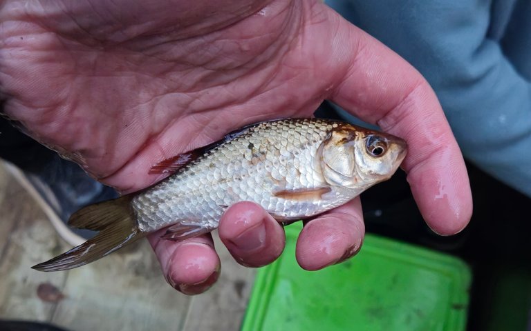 Gullfisk (Carassius auratus) i hånd. Foto Øystein Kielland, Veterinærinstituttet