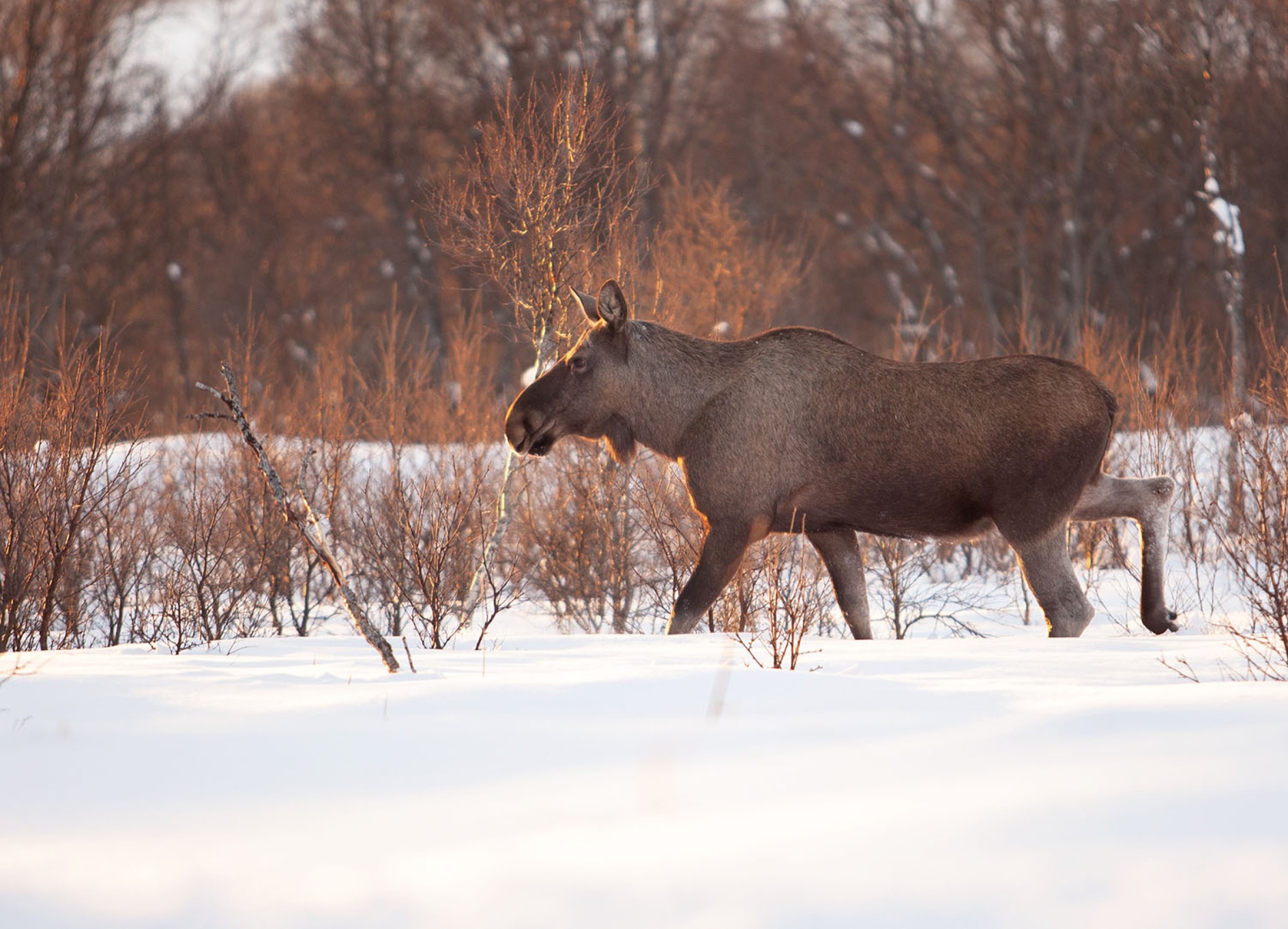 Første kjente tilfelle av ekinokokker hos elg er påvist i Norge. Illustrasjonsfoto: Shutterstock