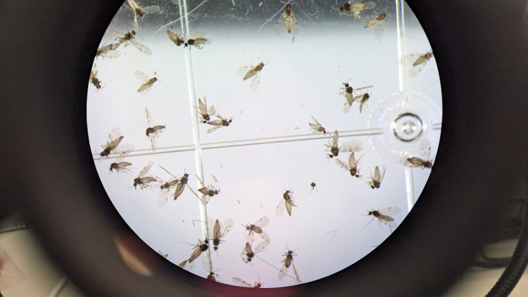 Foto: Bieneke Bron, Veterinærinstituttet