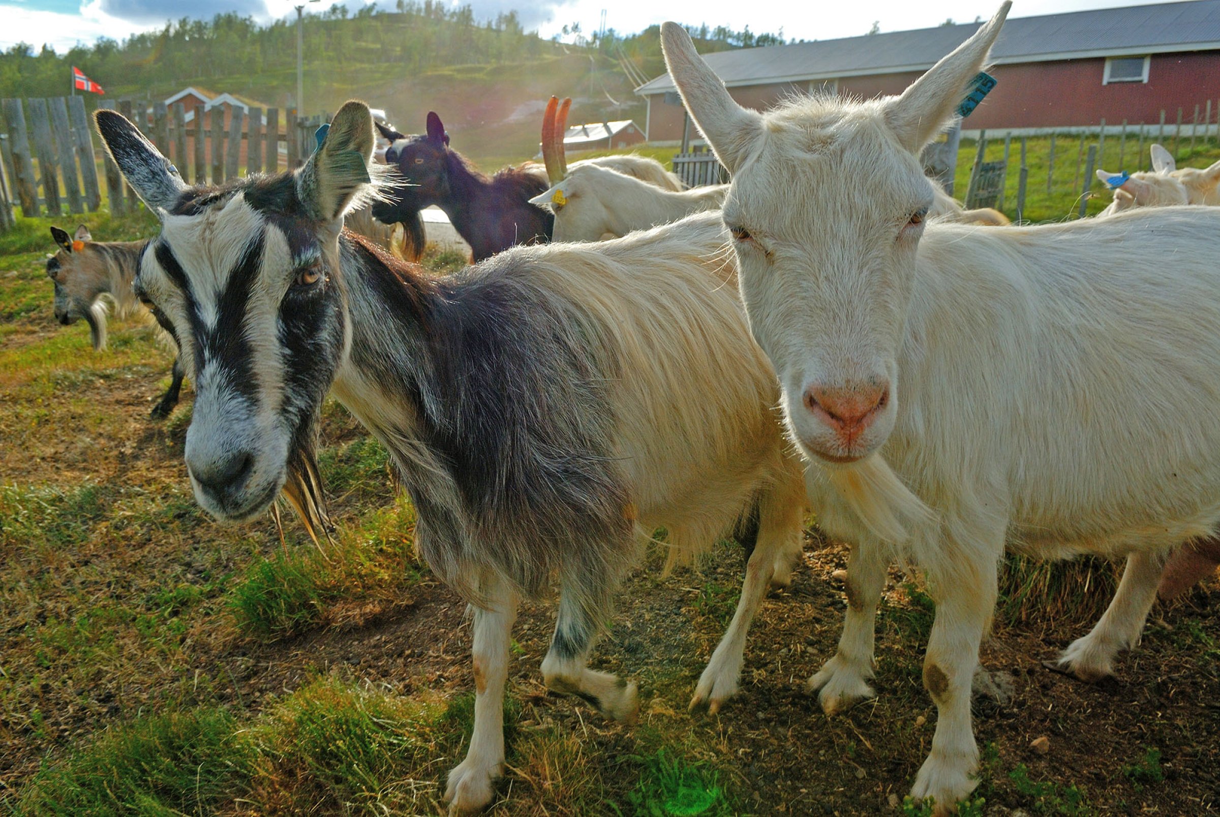 - Når vi nå analyserer prøver fra overvåkingsprogrammet og oppdager CAE, så viser det at overvåkingen fungerer, sier Annette Kampen, dyreartsansvarlig for småfe ved Veterinærinstituttet. Foto: Colourbox