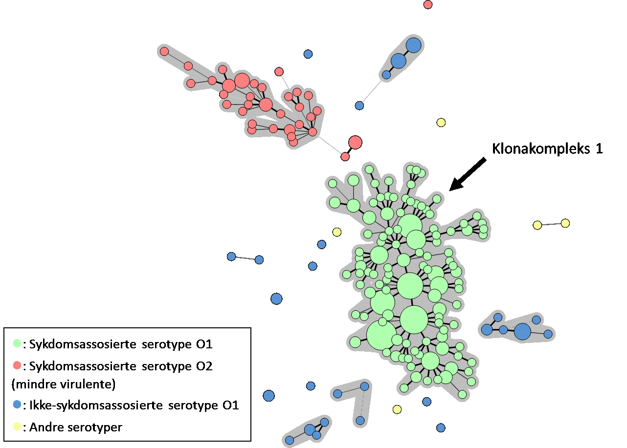 Figuren viser ‘Minimum Spanning Tree’ etter MLVA analyse av norske Yersinia ruckeri-isolater. Figur: Veterinærinstituttet