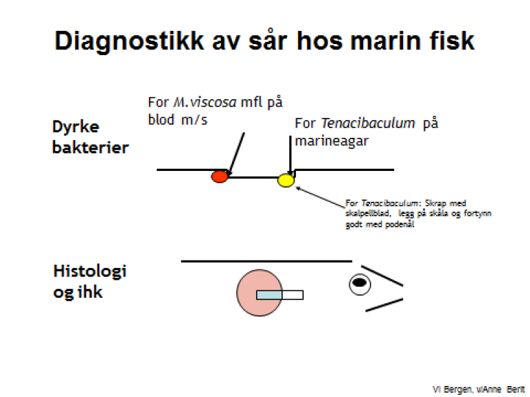 Figur til rensefisk.png