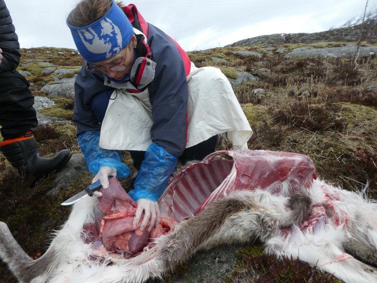Medarbeidere fra Reinhelsetjenesten er her i ferd med å sikre prøver fra avdøde tamrein i Nordland. På bildene er forsker og veterinær Torill Mørk i aksjon. Foto: Ingebjørg Helena Nymo