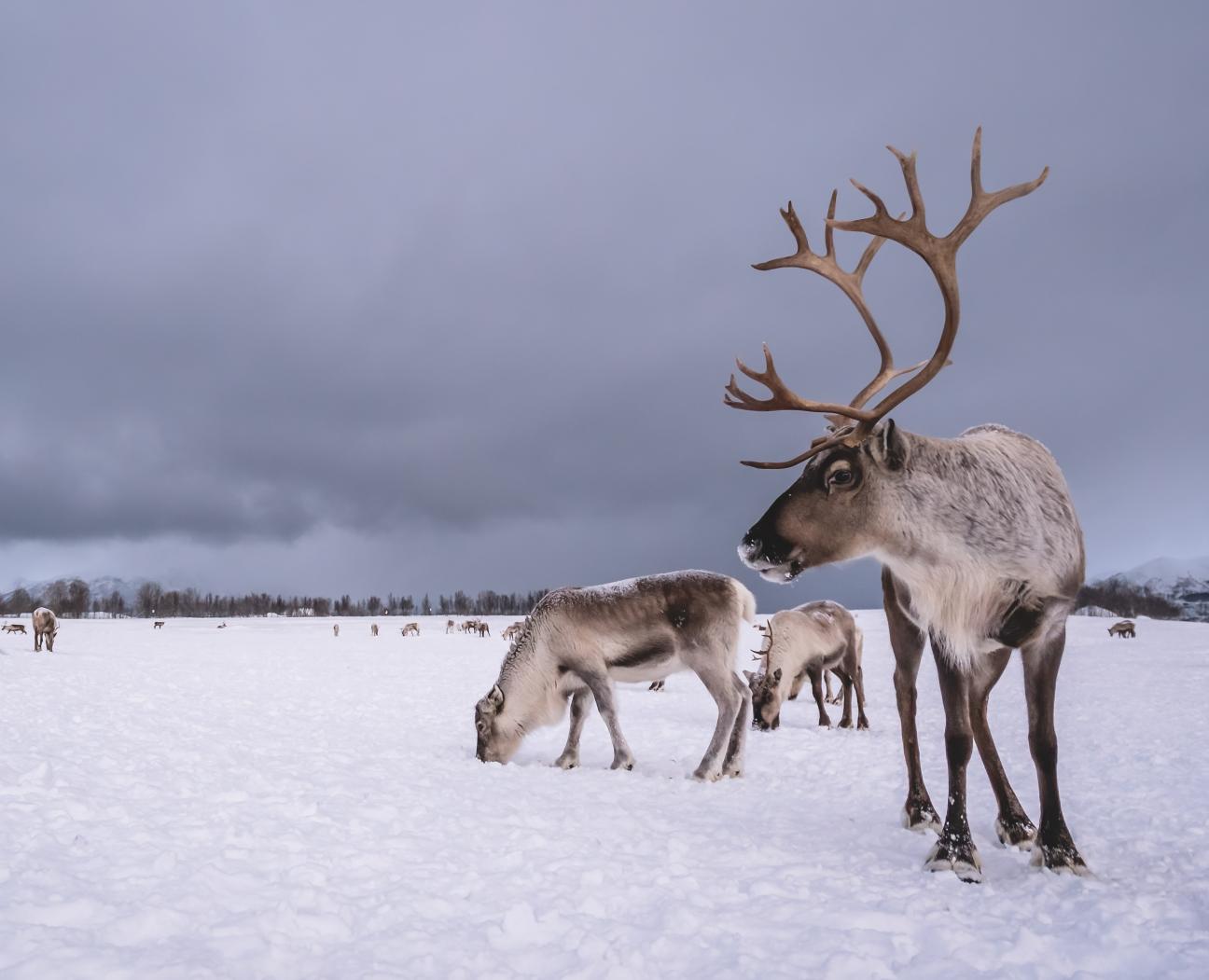 Boazodearvvašvuođabálvalus