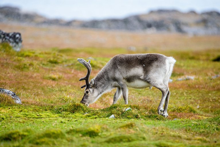 Etter et sykdomsutbrudd blant tamrein i Nordland er det konkludert med mulig kobberforgiftning.  Illustrasjonsfoto: Colourbox