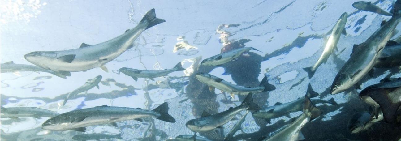 Fiskehelserapporten 2024 