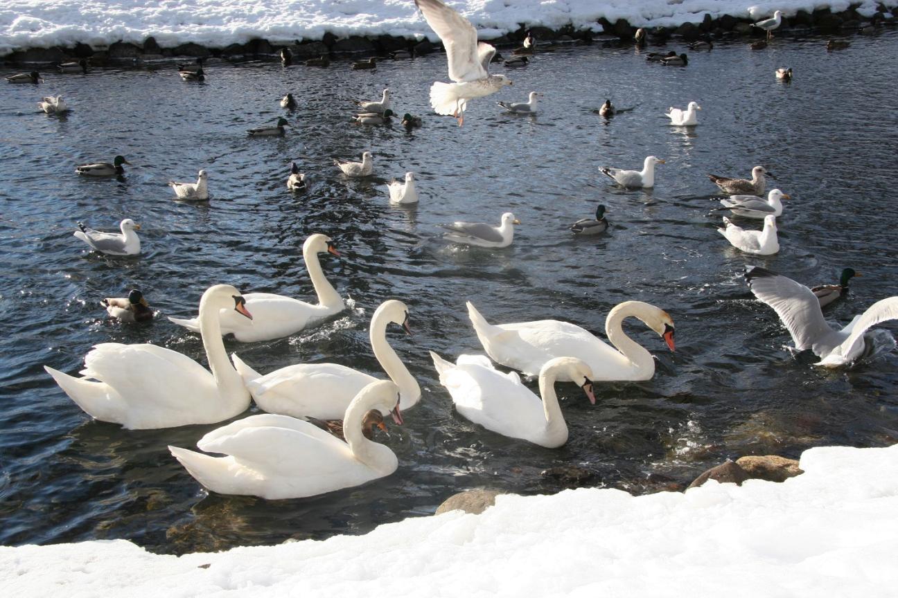 Smittesituasjon for fugleinfluensa