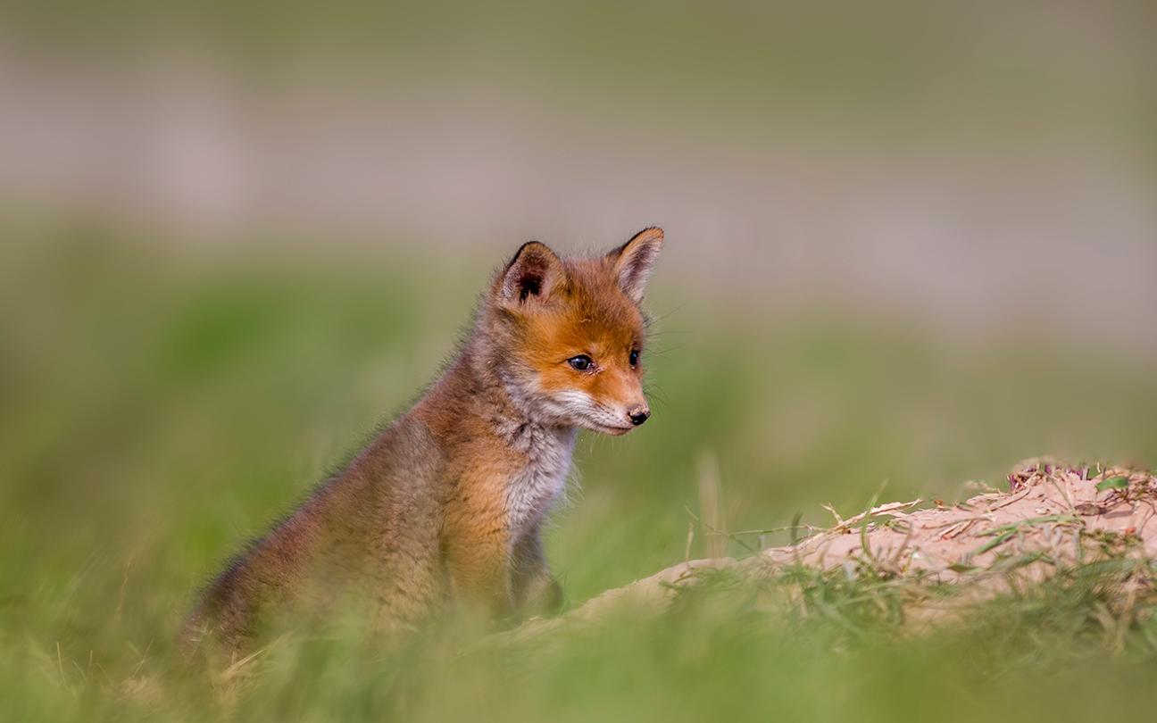 Status fugleinfluensa hos pattedyr