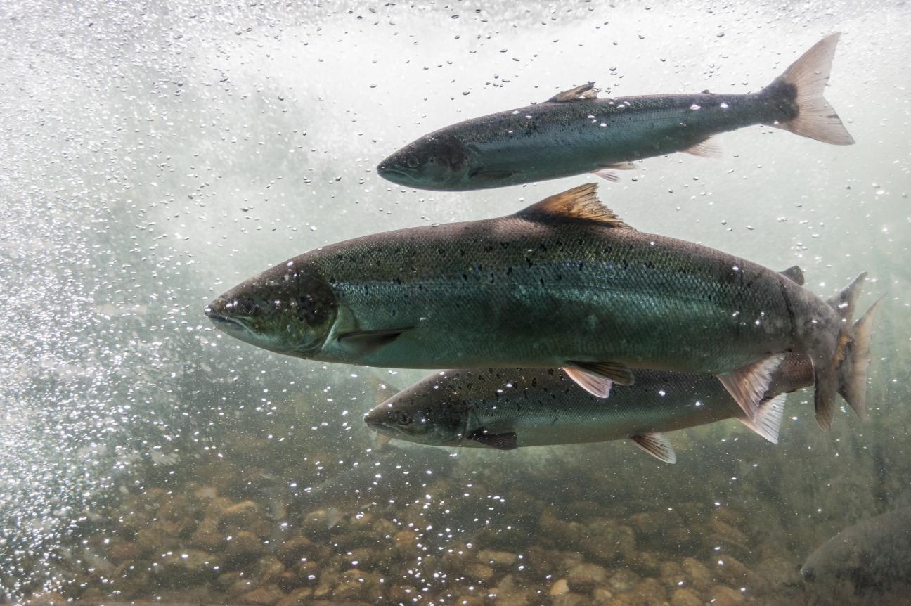 Har du funnet syk eller død villfisk?