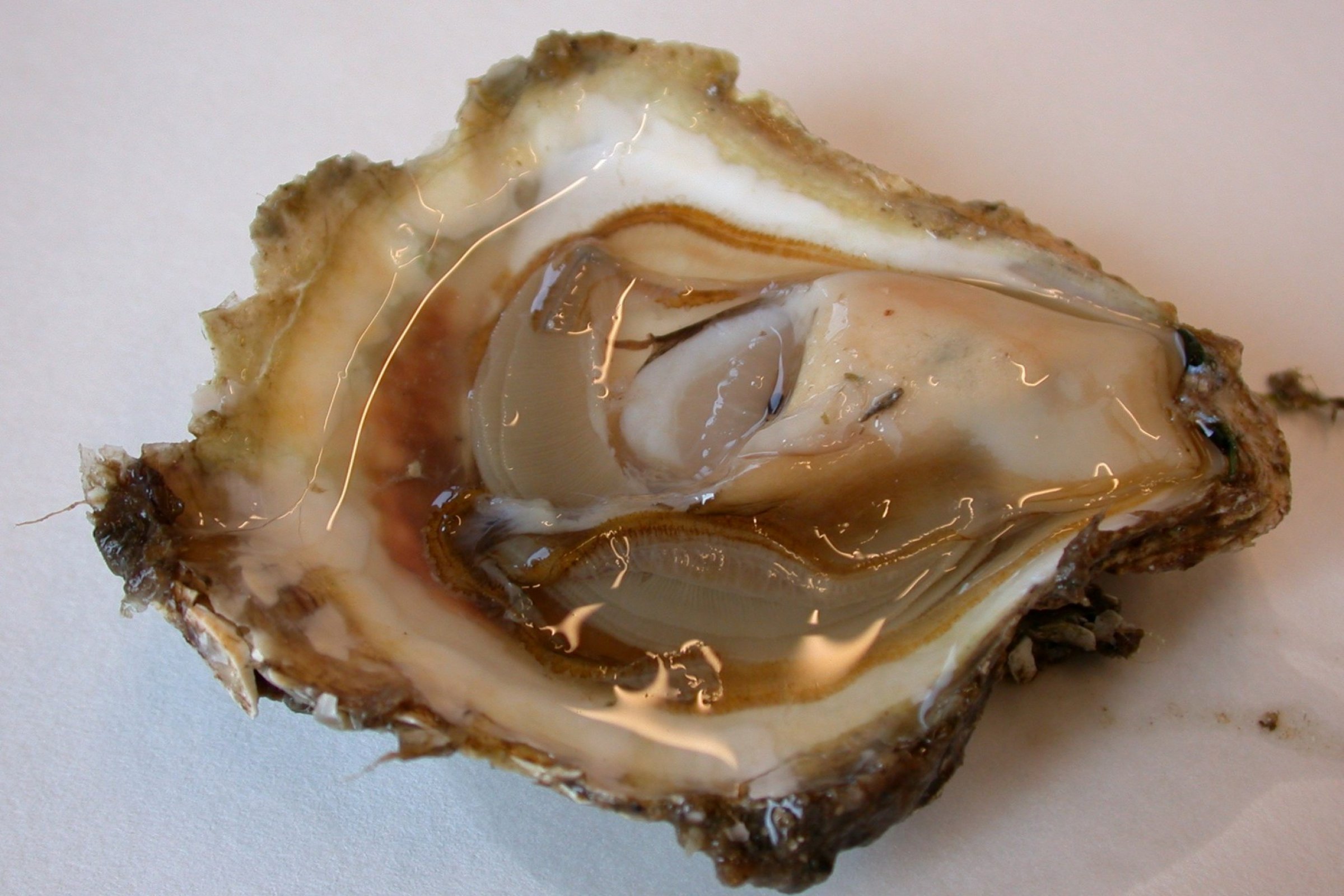 Bonamiose er ein alvorleg skjelsjukdom som kan gi høg dødelegheit hos østers. Foto: Hege Hellberg.