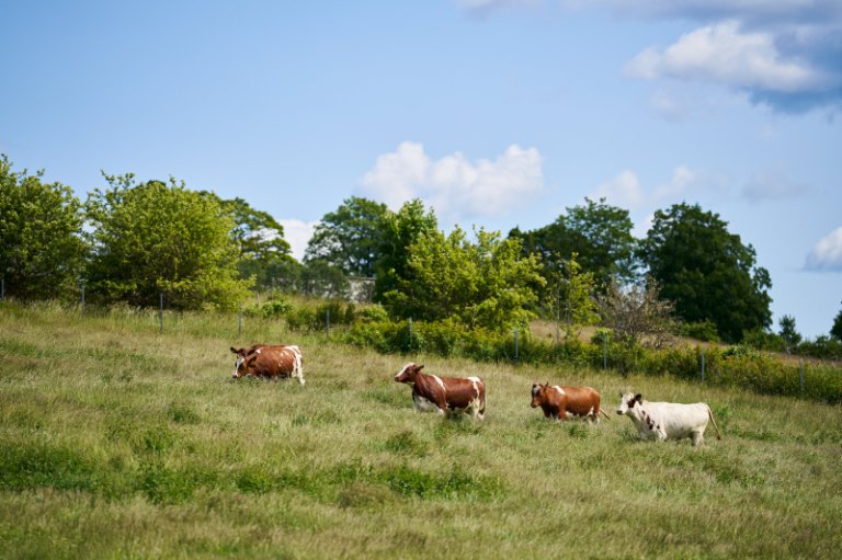 Kuer på beite. Foto: Eidvind Røhne