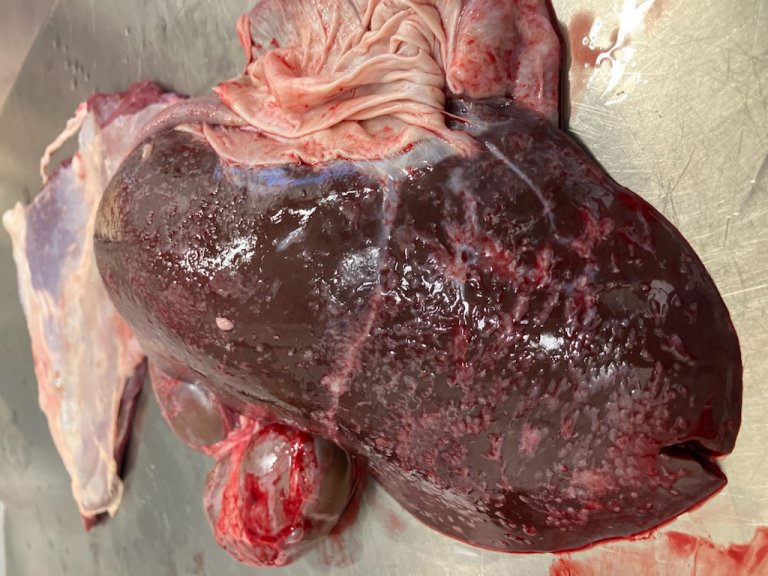 Bilde 3. Leverhinnebetennelse hos en rein infisert med bukhulemark (Setaria tundra). Rufsete betennelsesreaksjon på overflaten (hvit pil). Foto: Ester Malmström.  