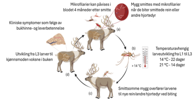 Bilete 5. Bukhulemark (Setaria tundra) livssyklus (laget i Biorender). 