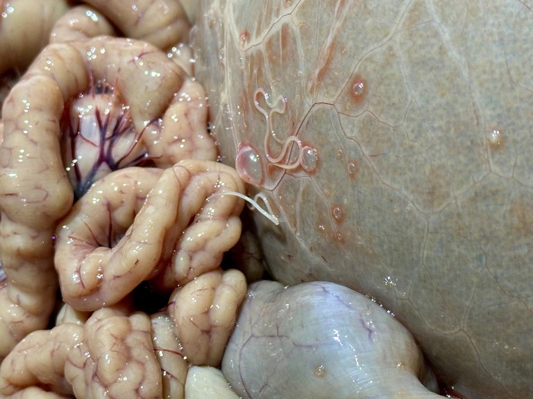 Bilde 4. Bukhulemark (Setaria tundra) fritt i bukhulen hos rein (svart pil). I bakgrunnen sees vom og tarmer. Foto: Ingebjørg H. Nymo, Veterinærinstituttet