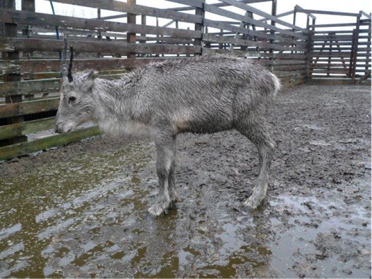 Reinkalv kraftig infisert med bukhulemark (Setaria tundra). Kalven er nedstemd, har sid buk, dårleg pels og er i dårleg kondisjon. Bilete: Sauli Laaksonen. 