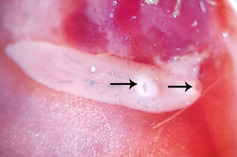 Liten leverikte - Dicrocoelium dendriticum - på lamalever_foto Inger Sofie Hamnes_web.jpg