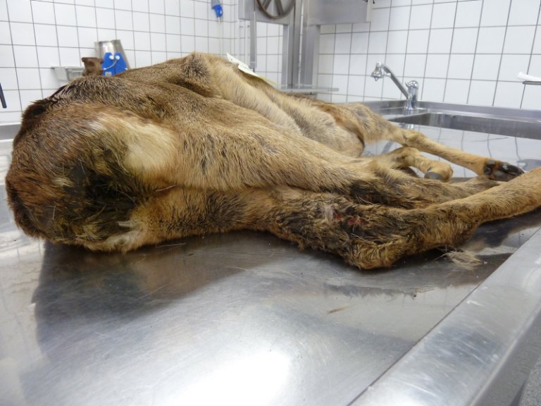 Rådyr med kronisk diaré blir ofte avmagrede og mørkt misfarget og tilgrisede i pelsen bak. Den langvarige svekkelsen gjør at disse dyrene har økt risiko for å dø. Foto: Veterinærinstituttet